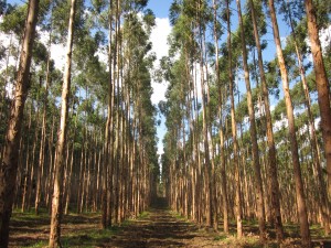 Eucalypt plantation_near Capao Bonito, SP, Brazil_Nov 2012