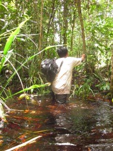 Peat Forest